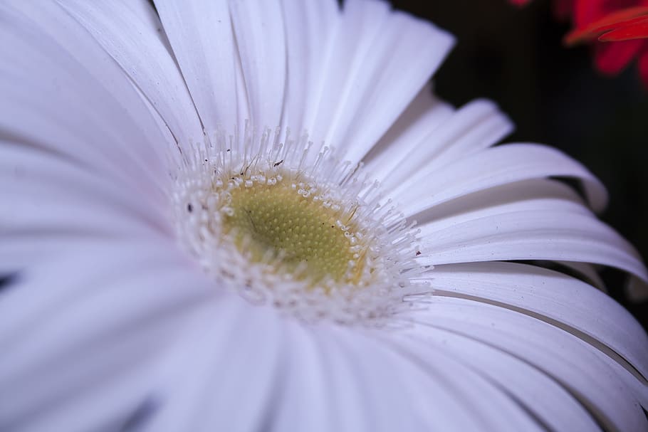gerbera, bianca, vicino, petali, fiore, schnittblume, fiore bianco, fiorire, fioritura, gerbera bianca, fiori, fotografia floreale, estate, fotografia di fiori, pianta, natura, margherita, petalo, avvicinamento, fiore singolo, testa di fiore, macro, bellezza nella natura, gerbera margherita, freschezza, fragilità, Colore bianco, pianta fiorita, vulnerabilità, crescita, infiorescenza, polline, messa a fuoco selettiva, nessuno, concentrarsi sulle conoscenze acquisite, 4K