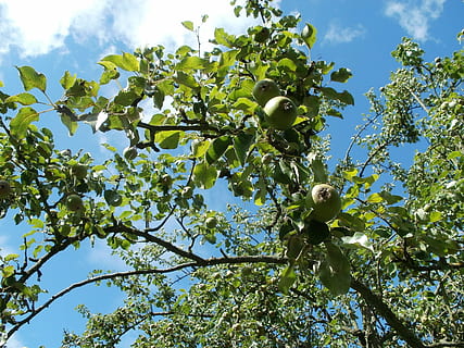 pæretræ, træer, Pyrus, frugtplantager, natur, grøn, frugt, have, landbrug, sommer, vækst, forår, frisk, naturlig, mad, høst, gård, udendørs, miljø, sund og rask, organisk, botanik, afgrøde, træ, plante, lav vinkel visning, himmel, afdeling, grøn farve, sund kost, ingen mennesker, blad, sky - himmel, plante del, frugt træ, mad og drikke, skønhed i naturen, æbletræ, dag, 2K, CC0, offentligt domæne, royaltyfrie