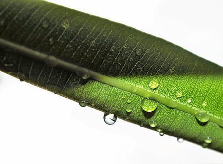 list, oleander list, mokré, déšť, kapky deště, prší, voda, zelená, rostlina, jedovatý, toxický, flóra, botanika, Příroda, pokles, detail, rosa, dešťová kapka, makro, zelená barva, svěžest, pozadí, životní prostředí, rostlinné části, nikdo, růst, čistota, krása v přírodě, venku, stéblo trávy, období dešťů, 2K, CC0, veřejná doména, bez autorských práv