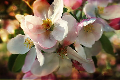 blomst, æble, forår, have, natur, trist, æbleblomst, grøn, æbletræ blomster, baggrunden, tapet, blomstrende plante, plante, skønhed i naturen, skrøbelighed, friskhed, sårbarhed, tæt på, kronblad, vækst, blomstre, lyserød farve, pollen, træ, ingen mennesker, blomsterstand, blomsterhoved, afdeling, udendørs, kirsebær blomst, Kirsebærtræ, flok blomster, 5K, CC0, offentligt domæne, royaltyfrie