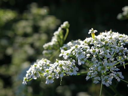 Apiaceae, çiçek, beyaz, doğa, bahar, bitki, tazelik, yaz, kapatmak, çiçekli bitki, doğada güzellik, büyüme, Güvenlik açığı, kırılganlık, ön plana odaklanmak, insansız, Beyaz renk, gün, seçici odak, açık havada, çiçeklenme, çiçek kafa, yiyecek ve içecek, Güneş ışığı, leylak, 2K, CC0, kamu malı, telif ücretsiz