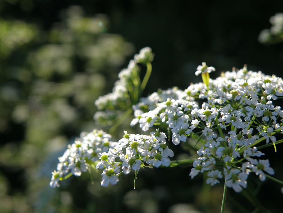 Apiaceae, çiçek, beyaz, doğa, bahar, bitki, tazelik, yaz, kapatmak, çiçekli bitki, doğada güzellik, büyüme, Güvenlik açığı, kırılganlık, ön plana odaklanmak, insansız, Beyaz renk, gün, seçici odak, açık havada, çiçeklenme, çiçek kafa, yiyecek ve içecek, Güneş ışığı, leylak, 2K