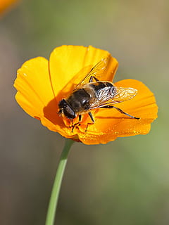 blomsterfluer, fly, insekt, natur, dyr, blomst, blomstrende plante, dyreliv, dyr i naturen, dyre temaer, virvelløse, petal, ett dyr, skjønnhet i naturen, blomsterhodet, skjørhet, anlegg, gul, sårbarhet, nærbilde, inflorescence, friskhet, vekst, pollinering, ingen folk, pollen, utendørs, 4K, CC0, offentlig domene, opphavsrett gratis