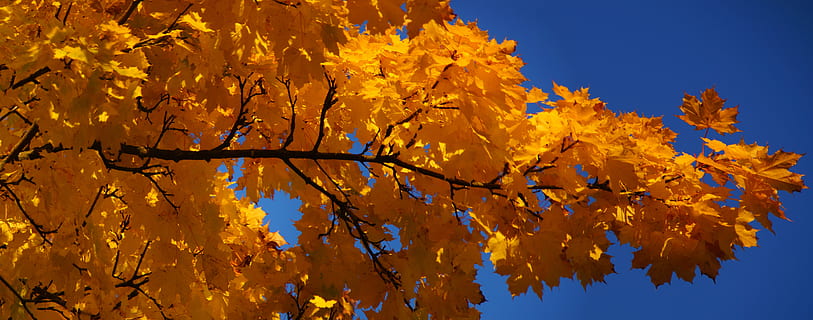 esdoorn-, esdoorn blad, blad, herfst, felle kleuren, geel, blauwe lucht, tak, bladeren, esdoorn bladeren, boom, Bos, zon, licht, kleur, natuur, seizoen, buitenshuis, goudkleurig, verandering, fabriek, deel van de plant, schoonheid in de natuur, hemel, geen mensen, esdoorn, lage hoekweergave, blauw, groei, dag, kalmte, herfstcollectie, natuurlijke toestand, 8K, CC0, publiek domein, royaltyvrij