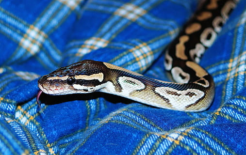 mojave python, had, krajta, mojave, exotický, elegantní, ušlechtilý, plaz, žlutá, zvíře, teplý, mazlivý, zvířecí portrét, zavřít, zvířat, jednoho zvířete, obratlovců, zvířata ve volné přírodě, modrý, textil, detail, nikdo, část těla zvířete, vzor, označení zvířat, zaměřit se na popředí, Příroda, zvířecí hlavy, den, venku, 2K, CC0, veřejná doména, bez autorských práv