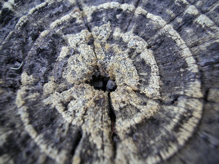 anell d’arbre, edat, fusta, arbre, tronc, cercle, secció, anell, registre, envelliment, tallar, textura, anual, patró, vell, creixement, material, monyó, anys, tall, procés, aspre, la vida, gra, orgànic, rodó, història, superfície, dividir, part, va veure, primer pla, fons, marc complet, cap gent, escorça, material de fusta, enfocament selectiu, naturalesa, dia, monstre de l'arbre, patró natural, a l'aire lliure, directament a sobre, concèntric, 2K