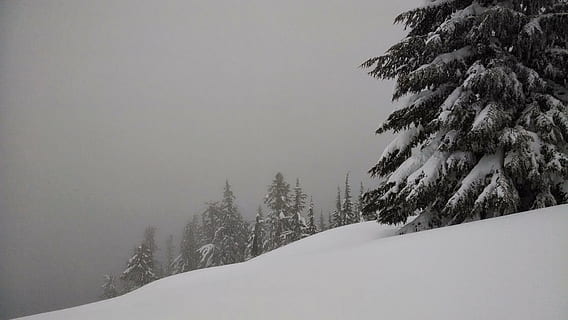 neu, arbres, bosc, pi, hivern, temporada, naturalesa, fred, blanc, paisatge, a l'aire lliure, nevat, estacional, pendent, muntanya, ennuvolat, parc nacional del llac cràter, temperatura de fred, arbre, planta, cap gent, bellesa a la natura, tranquil·litat, congelat, medi ambient, escena tranquil·la, escenics - natura, escena no urbana, boira, terra, cel, arbre de coníferes, muntanya nevada, nevar, 4K, CC0, domini públic, lliure de regalies