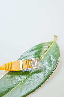 câbles de réseau, rj45, pièce, câble patch, réseau, câble, ligne, traitement de l'information, rj-45, lien, prise de courant, lan, connecteur réseau, câble LAN, rj, macro, jaune, Matériel, ordinateur, edp, feuille, éco, fond blanc, prise de vue en studio, nature morte, à l'intérieur, fermer, couleur verte, espace de copie, fraîcheur, Nourriture et boisson, partie de la plante, aliments, personne, table, deux objets, alimentation saine, bien-être, vue grand angle, la nature, feuilles, 2K, CC0, domaine public, libre de droits