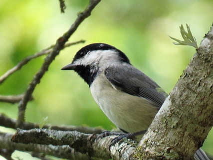 bird, tiny, chickadee, wildlife, animal themes, animal, animals in the wild, animal wildlife, one animal, vertebrate, tree, perching, branch, focus on foreground, no people, plant, close-up, day, nature, black color, outdoors, selective focus, full length, 4K, CC0, public domain, royalty free
