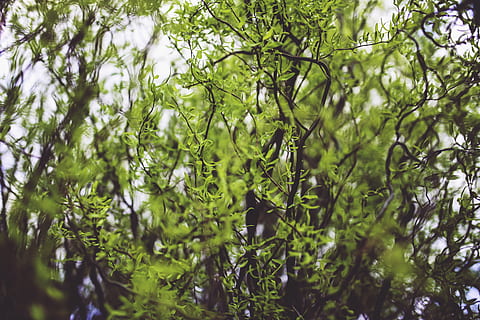 træ, blad, blade, forår, pil, træ, blad, ung, grøn, natur, Skov, grøn farve, afdeling, plante, vækst, skønhed i naturen, mad og drikke, plante del, mad, dag, friskhed, frugt, ingen mennesker, sund kost, udendørs, ro, lav vinkel visning, hængende, 5K, CC0, offentligt domæne, royaltyfrie