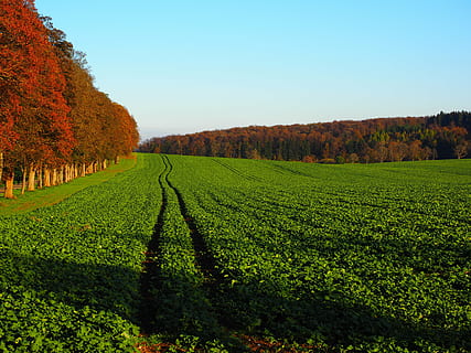 aleja, pole, orny, drzewa, promenada, sankt johann, nawóz zielony, rzepak ozimy, rzepak, brassica napus, powtórzeń, lewat, kapustowate, przyciąć, rolnictwo, Natura, drzewo, scena wiejska, jesień, na dworze, pora roku, krajobraz, las, liść, roślina, wzrost, wylądować, zielony kolor, piękno natury, środowisko, niebo, scenics - natura, spokój, żadnych ludzi, spokojna scena, gospodarstwo rolne, dzień, plantacja, prace ogrodowe, produkcja wina, 4K, CC0, domena publiczna, darmowe zdjęcia
