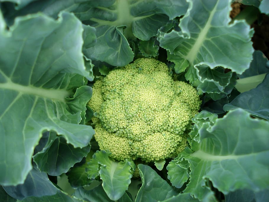 coliflor, planta, vegetals, alimentació saludable, menjar i beguda, color verd, menjar, frescor, benestar, primer pla, creixement, full, part de la planta, cap gent, aliments crus, orgànic, naturalesa, marc complet, bròquil, verd, a l'aire lliure, 2K