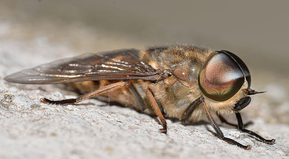 insectes, dípters, tabanus, un animal, temes d'animals, fauna animal, animals a la natura, primer pla, insecte, animal, invertebrat, ala dels animals, part del cos dels animals, volar, enfocament selectiu, cap gent, ull d’animals, macro, naturalesa, dia, primer pla extrem, a l'aire lliure, ull, ampliació, cap d’animals, 2K, CC0, domini públic, lliure de regalies