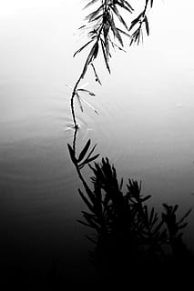 Reflection, Touch, Water, Lake, Pond, calm, peaceful, no people, nature, leaf, plant, tranquility, tree, beauty in nature, tranquil scene, sky, day, scenics - nature, silhouette, growth, outdoors, waterfront, standing water, non-urban scene, coniferous tree, 1080P, CC0, public domain, royalty free