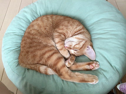 gatto, animale, carina, creatura, uno, un animale, Gatta, gatto giappone, la sua faccia addormentata, creature, gatto domestico, gatto tigre, animali domestici, temi animali, felino, mammifero, rilassamento, domestico, addormentato, vertebrato, vista dall'alto, gatto rosso, riposo, in casa, occhi chiusi, sdraiarsi, mobilia, nessuno, napping, baffo, 2K, CC0, dominio pubblico, privo di copyright