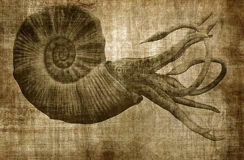 bakgrund, natur, textur, gammal, papper, retro, duk, gammalt papper, årgång, nostalgi, grunge, bläckfisk, havsdjur, trämaterial, texturerad, inomhus, inget folk, närbild, historia, det förflutna, bakgrunder, texturerad effekt, direkt ovanför, studio skott, grov, djur-, brun, enda objekt, konst och hantverk, trä, 4K, CC0, offentligt domän, royaltyfria