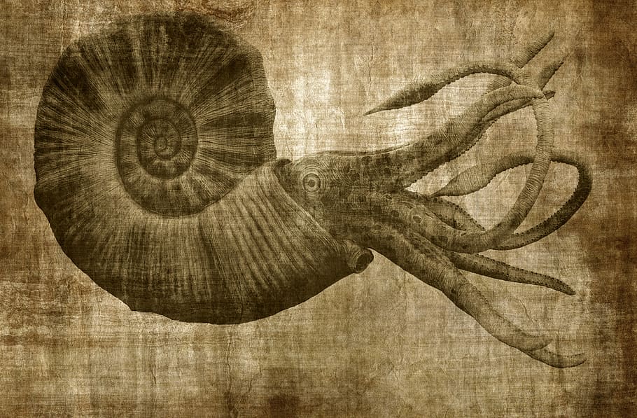 fons, naturalesa, textura, vell, paper, retro, tela, paper vell, vintage, nostàlgia, grunge, pop, animals marins, material de fusta, a l'interior, cap gent, primer pla, història, el passat, efecte texturat, directament a sobre, tir de l'estudi, aspre, animal, marró, sol objecte, art i artesania, fusta, 4K