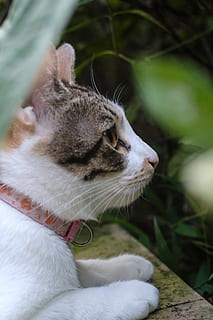 Xinbei, apa grottan, katt, ett djur, djurteman, däggdjur, husdjur, djur-, inhemsk, tamkatt, ryggradsdjur, kattdjur, närbild, djur kroppsdel, ser, fokusera på förgrunden, inget folk, morrhår, vit färg, titta bort, djurhuvud, profilvy, 5K, CC0, offentligt domän, royaltyfria