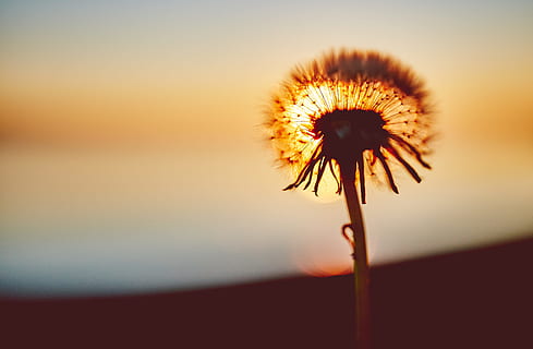 pôr do sol, flor, dente de leão, dente de leão, flor, por do sol, fragilidade, beleza na natureza, planta com flores, vulnerabilidade, frescura, plantar, fechar-se, caule vegetal, ninguém, inflorescência, natureza, focar em primeiro plano, cabeça de flor, crescimento, céu, cor laranja, ao ar livre, semente de dente de leão, suavidade, 5K, CC0, domínio público, royalty free