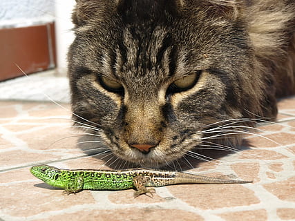 kat, firben, observation, firbenet, indenlandske kat, kæledyr, dyr, nuttet, feline, husdyr, pels, pattedyr, bakkenbart, killing, leder, tabby, et dyr, dyre temaer, dyreliv, ingen mennesker, dyr i naturen, tæt på, indenlandske, hvirveldyr, fokus på forgrunden, dyr kropsdel, kigger væk, dag, dyr hoved, 2K, CC0, offentligt domæne, royaltyfrie