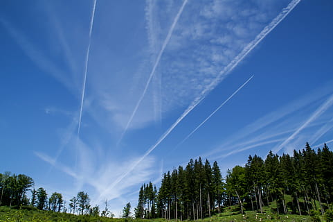 natura, foresta, cielo, nuvole, piste di aerei, albero, scia di vapore, pianta, nuvola - cielo, bellezza nella natura, la tranquillità, scena tranquilla, scenics - natura, nessuno, crescita, Inquadratura dal basso, blu, giorno, scena non urbana, idilliaco, colore verde, all'aperto, paesaggio, wispy, 2K, CC0, dominio pubblico, privo di copyright