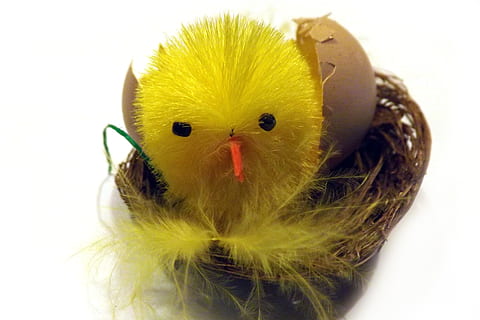 Chicken, Eggshell, Basket, Deco, Easter, bird, white background, animal, yellow, young bird, animal themes, studio shot, close-up, young animal, indoors, no people, beak, one animal, vertebrate, animal body part, cut out, baby chicken, portrait, chicken - bird, animal head, 4K, CC0, public domain, royalty free