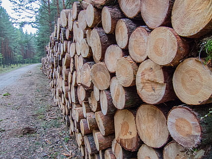 legna, fetta, pila, pino, taglio, supportato, albero, giardinaggio, tronco, legname segato, mucchio di legno, foresta, legno - materiale, industria del legname, legna da ardere, ceppo, natura, legname, tronco d'albero, bosco, cerchio, all'aperto, mucchio, Marrone, catasta di legna, sezione trasversale, scena rurale, industria, la deforestazione, grande gruppo di oggetti, abbondanza, problemi ambientali, giorno, combustibile e produzione di energia, pianta, terra, nessuno, 4K, CC0, dominio pubblico, privo di copyright
