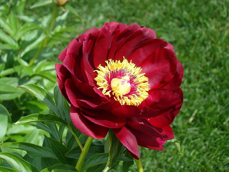 selektiv, fokus fotografering, rød, peonblomst, peon, blomst, hage, vår, blad, blomstrende plante, anlegg, skjørhet, sårbarhet, skjønnhet i naturen, friskhet, nærbilde, petal, inflorescence, blomsterhodet, natur, vekst, fokusere på forgrunnen, grønn farge, plante del, ingen folk, utendørs, pollen, 720P