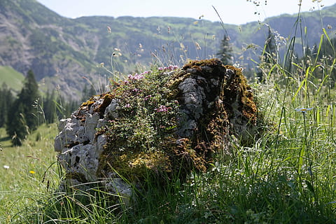 pedra, calcària, rock, alpí, paisatge, idil·li, darrere de steiner tal, planta, naturalesa, herba, cap gent, terra, camp, dia, muntanya, bellesa a la natura, color verd, creixement, tranquil·litat, a l'aire lliure, centrar-se en primer pla, planta amb flors, flor, medi ambient, escena no urbana, escena tranquil·la, 5K, CC0, domini públic, lliure de regalies