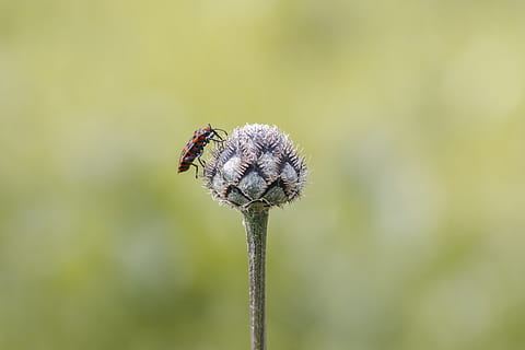 Insekt, Makro, schließen, Natur, Flügel, Makrofotografie, Blume, Wiese, Käfer, Grün, Insektenfoto, unbekanntes Insekt, Tierthemen, wirbellos, Tierwelt, Tier, Nahansicht, Tiere in freier Wildbahn, ein Tier, blühende Pflanze, Pflanze, Fokus auf den Vordergrund, Zerbrechlichkeit, Schönheit in der Natur, Verletzlichkeit, keine Leute, Pflanzenstamm, Tag, Frische, Blütenkopf, draußen, Bestäubung, verwelkte Pflanze, 2K, CC0, gemeinfrei, lizenzfrei