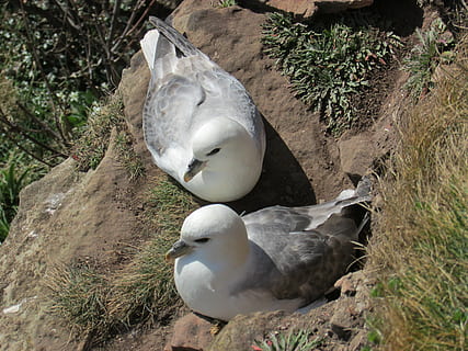 stormvogels, zeevogel, nesting, klif, nest, kust-, richel, dierenleven, dieren in het wild, dierlijke thema's, dier, gewerveld, vogel, groep dieren, fabriek, geen mensen, natuur, dag, twee dieren, hoge hoekmening, solide, rock - object, rots, buitenshuis, witte kleur, land-, dierlijke familie, 4K, CC0, publiek domein, royaltyvrij