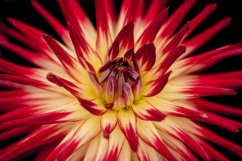 bianca, rosso, fiore petalo, macrofotografia, fioritura, fiore, avvicinamento, foto, giallo, dalia rossa, natura, macro, colore rosa, petalo, fiore singolo, testa di fiore, pianta, dalia, sfondi, bellezza nella natura, fragilità, freschezza, pianta fiorita, vulnerabilità, infiorescenza, invertebrato, insetto, crescita, un animale, animali allo stato selvatico, animale, polline, nessuno, impollinazione, all'aperto, 5K, CC0, dominio pubblico, privo di copyright