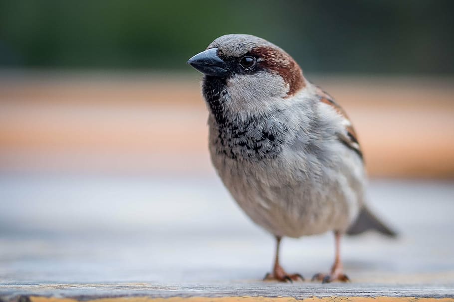 pardal, ocell, tancar, un animal, fauna animal, animals a la natura, centrar-se en primer pla, temes d'animals, a l'aire lliure, cap gent, posat, longitud completa, vertebrats, primer pla, dia, naturalesa, colom - ocell, mirant, enfocament selectiu, mirant cap a fora, 2K