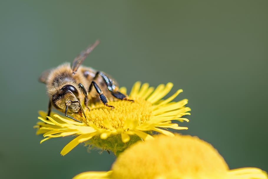 abella, insecte, farratge, macro, flor, groc, planta amb flors, animal, invertebrat, fauna animal, pètal, fragilitat, temes d'animals, cap de flor, primer pla, frescor, bellesa a la natura, vulnerabilitat, planta, animals a la natura, un animal, inflorescència, cap gent, polinització, pol·len, 4K