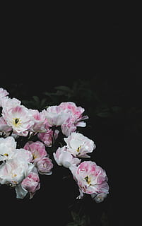 Weiß, Rosa, Blütenblätter, rosa-weiße Blütenblattblume, dunkel, vs, Licht, Blume, Natur, pinke Farbe, Pflanze, Blütenblatt, Blütenkopf, Frische, schwarzer Hintergrund, Nahansicht, Frühling, blühen, Zerbrechlichkeit, blühende Pflanze, Verletzlichkeit, Schönheit in der Natur, Wachstum, Blütenstand, keine Leute, kopieren sie platz, Nacht-, Studioaufnahme, draußen, Blumenstrauß, 2K, CC0, gemeinfrei, lizenzfrei