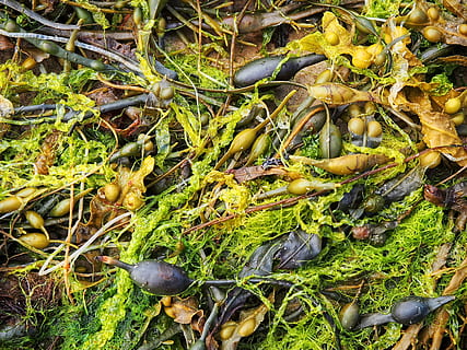 Seaweed, Sea, Weed, Algae, Marine, Food, sea, weed, wet, pool, natural, green, rock pool, seaside, wrack, nature, leaf, autumn, outdoors, close-up, green Color, plant, growth, no people, plant part, high angle view, day, food and drink, land, beauty in nature, full frame, freshness, vegetable, field, animal wildlife, leaves, 4K, CC0, public domain, royalty free