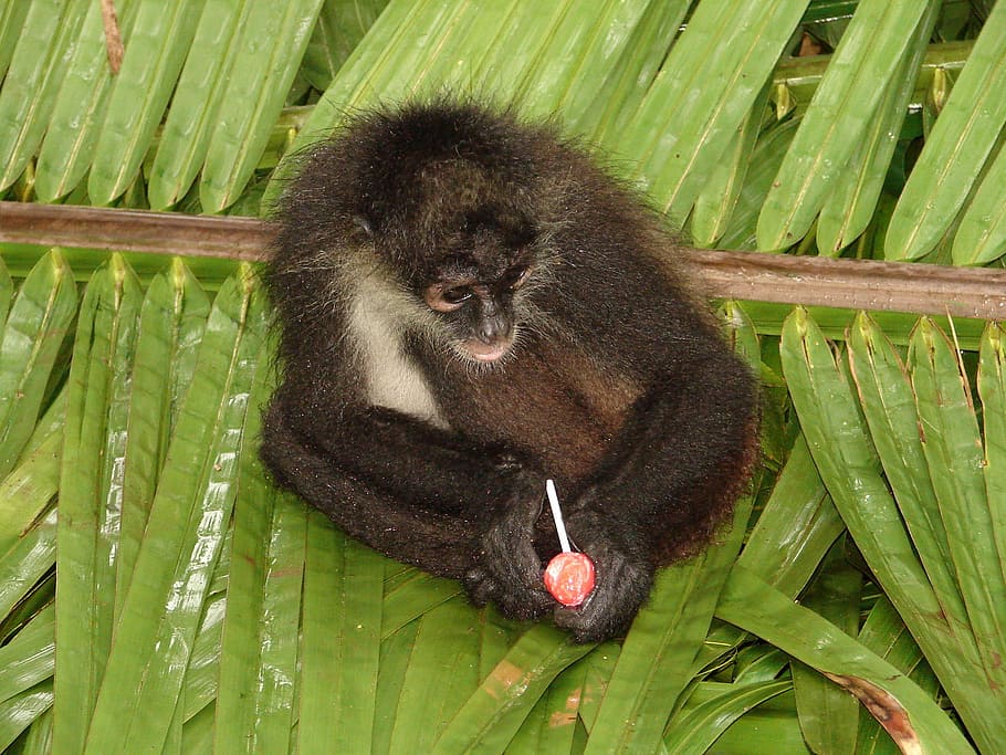 mico, Honduras, mexicà, caramels, divertit, primat, vida salvatge, animal, mamífer, naturalesa, tropical, pell, fulles, ecoturisme, salvatge, selva tropical, un animal, fauna animal, color verd, animals a la natura, temes d'animals, cap gent, full, planta, part de la planta, vertebrats, relaxació, assegut, dia, primer pla, a l'aire lliure, bambú - planta, 2K