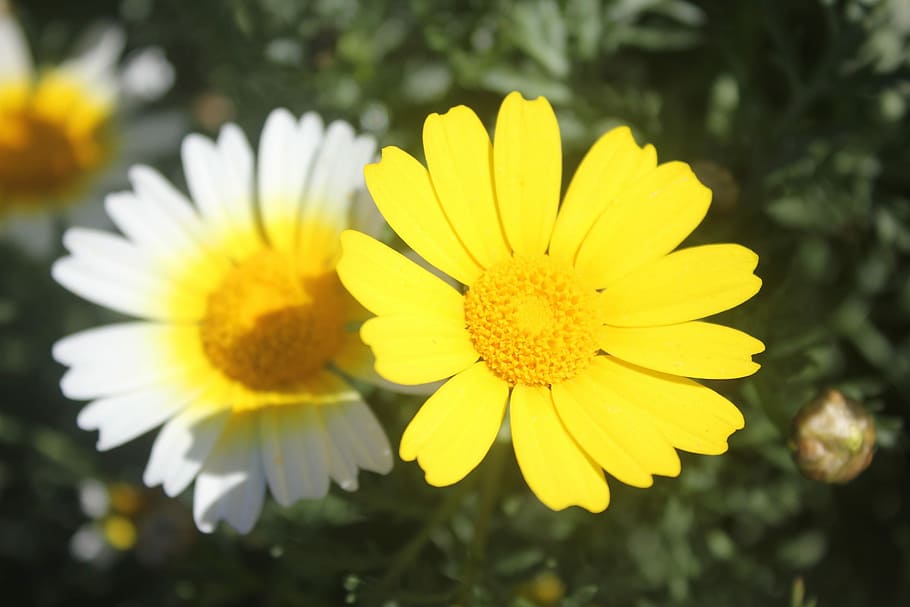 flor, camp, primavera, verd, insecte, primavera, verd, naturalesa, flors, bucòlic, bellesa de la natura, a l'aire lliure, color, margarida, colorit, colors, groc, pètal, fragilitat, frescor, cap de flor, planta amb flors, vulnerabilitat, inflorescència, planta, creixement, bellesa a la natura, primer pla, pol·len, centrar-se en primer pla, cap gent, dia, suavitat, gazania, 2K