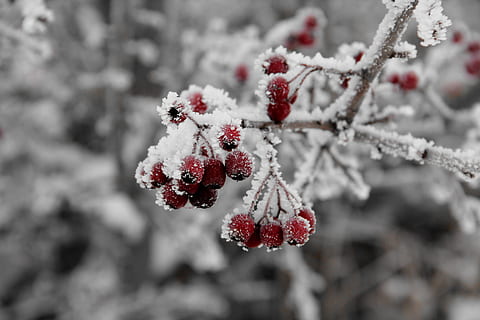 selektiv, fokus fotografi, klynge, rød, bær, vinter, kold, is, plante, frugt, afdeling, vinter magi, vinterlige, frost, Frosset, rimfrost, vinterindtryk, frosne tåge, eiskristalle, isnende, iset, rose hofte, kold temperatur, sne, bærfrugt, sund kost, mad, mad og drikke, skønhed i naturen, træ, natur, tæt på, friskhed, ingen mennesker, udendørs, snestorm, rønnebær, 5K, CC0, offentligt domæne, royaltyfrie