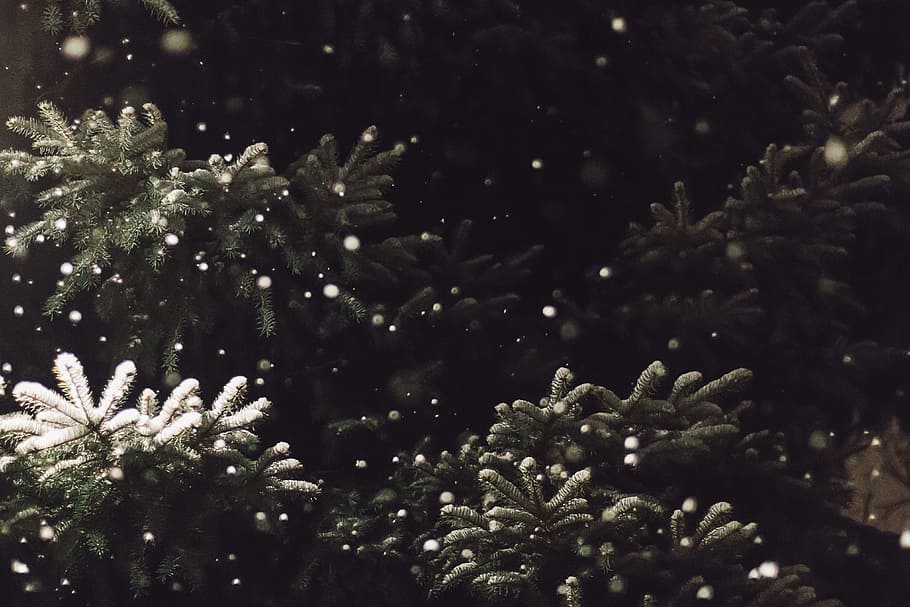 lunta laskee, puu, vihreät lehdet, harmaa, vihreä, akvaario, kasvi, mänty, lumisade, ikivihreä, lumi, joulu, luonto, talvi-, ei ihmisiä, lumihiutale, kasvu, kauneus luonnossa, ulkona, tyyneys, lähikuva, päivä, taivas, kylmä lämpötila, valikoiva tarkennus, haara, matala kulma, havupuu, kuusen, 4K