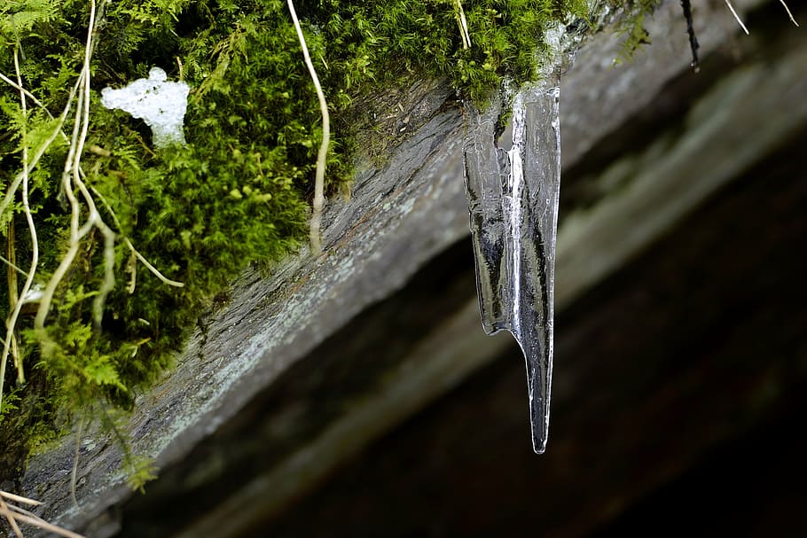 istap, mos, vinter, natur, plante, kold temperatur, ingen mennesker, tæt på, træ, Frosset, is, vand, sne, dag, skønhed i naturen, træ - materiale, bagagerum, træstamme, fokus på forgrunden, udendørs, smeltning, 4K
