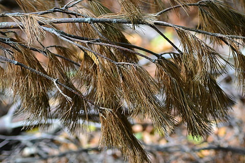 arbusto, pinho, chão, floresta, madeira, madeira macia, árvore, pinhas, esfregar, agulhas de pinheiro, plantar, fechar-se, foco seletivo, natureza, dia, crescimento, ninguém, ao ar livre, focar em primeiro plano, beleza na natureza, seco, Castanho, ramo, parte da planta, folha, luz solar, galho, planta seca, terra, Pinheiro, planta morta, árvore conífera, 4K, CC0, domínio público, royalty free