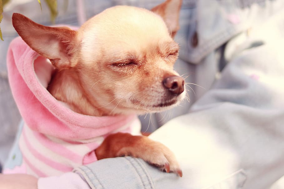 cerbiatto, liscio, rosa, felpa con cappuccio, chihuahua, cane, animale, animali domestici, chihuahua - cane, carina, cucciolo, canino, cane di razza, piccolo, animali e animali domestici, cani, un animale, temi animali, domestico, mammifero, avvicinamento, in casa, rilassamento, giovane animale, occhi chiusi, colore rosa, mobilia, persone, innocenza, 1080P