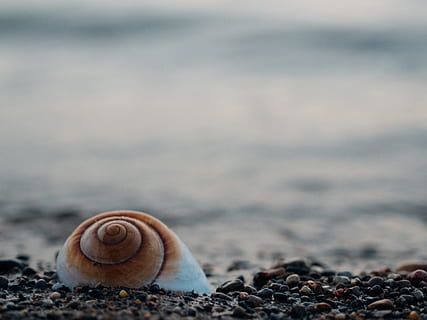 zaměření fotografie, shell, skály, mořské mušle, mušle, moře, oblázky, pláž, Příroda, pobřeží, hnědý, zvířat, zvířecí shell, měkkýš, zvíře, zvířata ve volné přírodě, přistát, plži, hlemýžď, bezobratlý, jednoho zvířete, nikdo, detail, Skála, den, selektivní zaměření, pevný, venku, povrchu, oblázek, námořní, 4K, CC0, veřejná doména, bez autorských práv