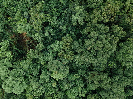 bird-eye, uitzicht, Bos, vogel, eye view foto, groen, groene kleur, volledig kader, achtergronden, groei, geen mensen, fabriek, dag, eten en drinken, schoonheid in de natuur, versheid, natuur, voedsel, hoge hoekmening, overvloed, detailopname, gezond eten, buitenshuis, patroon, land-, boom, natuurlijke toestand, korstmos, 4K, CC0, publiek domein, royaltyvrij