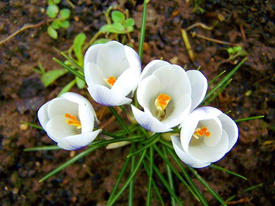 crocus, bunga putih, musim semi, bunga, kerapuhan, warna putih, kesegaran, daun bunga, merapatkan, tanaman berbunga, menanam, kerentanan, pertumbuhan, keindahan di alam, hal berkembang, kepala bunga, alam, tidak ada orang, fokus pada latar depan, tanah, bidang, hari, tampilan sudut tinggi, di luar rumah, iris, serbuk sari, 2K