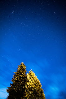 brun, leafed, trær, natt, grønn, bladtrær, dagtid, bilde, der ute, tre, stjerne, furutre, nattehimmel, astronomi, stjerners - plass, Melkeveien, galakse, konstellasjon, natur, himmel, rom, nebula, blå, stjernefelt, planet - plass, vitenskap, mørk, landskap, stjerneform, utendørs, skog, lav vinkel visning, anlegg, skjønnhet i naturen, naturskjønnhet - natur, ro, vekst, ingen folk, rolig scene, grønn farge, plass og astronomi, 5K, CC0, offentlig domene, opphavsrett gratis