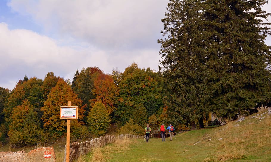 escursione, foresta, autunno, pista, camminando con bastoni, montagna, il percorso europeo, e5, Lessinia, Italia, pianta, albero, cielo, natura, crescita, giorno, persone reali, nuvola - cielo, bellezza nella natura, gruppo di persone, colore verde, cartello, donne, uomini, modificare, stili di vita, terra, adulto, attività di svago, all'aperto, 5K