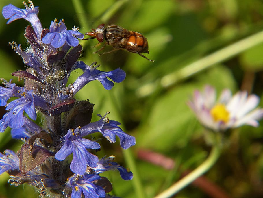 hoverfly, insecte, macro, campestris, compost, ala, ingesta d'aliments, naturalesa, tancar, un animal, flor, temes d'animals, animals a la natura, planta amb flors, planta, fauna animal, animal, invertebrat, fragilitat, primer pla, bellesa a la natura, vulnerabilitat, creixement, pètal, frescor, cap de flor, abella, centrar-se en primer pla, cap gent, porpra, polinització, pol·len, 2K