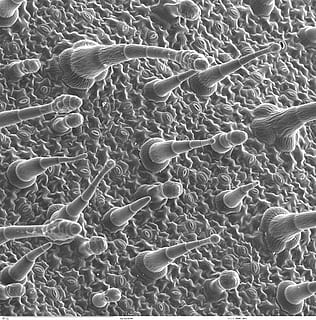 Epidermis, Leaf, Electron Microscopy, electron micrograph, science, magnification, details, pores, biology, healthcare and medicine, anatomy, no people, microbiology, full frame, backgrounds, pattern, abstract, research, extreme close-up, textured, technology, close-up, natural pattern, nature, complexity, 1080P, CC0, public domain, royalty free